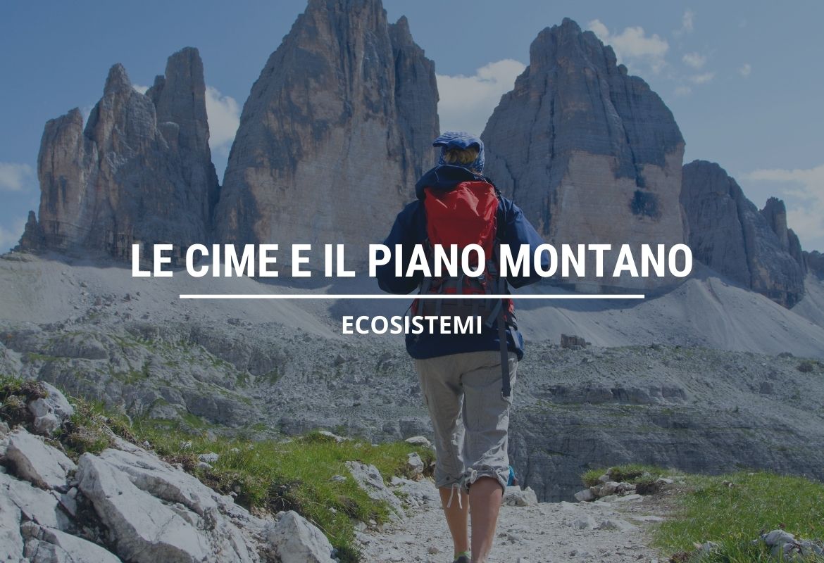 LE CIME E IL PIANO ALPINO